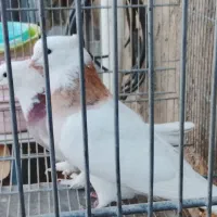 طوقی سرور زرد وقرمز پاپر