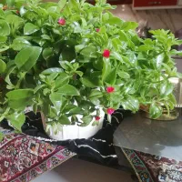 گل ناز نازی|گل و گیاه طبیعی|تبریز, |دیوار