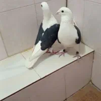 پشتی آلمانی