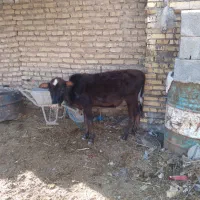 گوساله ماده