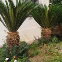 برگ سیکاس شما را به ما بفروشید