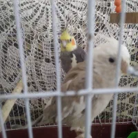 عروس هلندی جفت با جوجه|پرنده|گالیکش, |دیوار