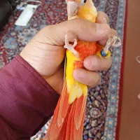 ردچیک و گرینچیک و برزیلی اوپال رنگ خاص