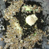 واگذاریه رایگان حلزون آچاتینای بچه