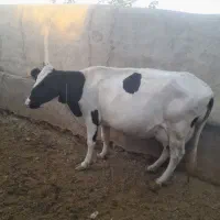 گاوشیری|حیوانات مزرعه|قیدار, |دیوار