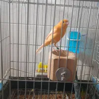 قناری سرخ نر