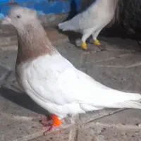 کفتر زرد کرمونی