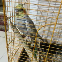 عروس هلندی بالغ نر|پرنده|پاکدشت, پاکدشت (مامازند)|دیوار