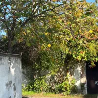 ۳۲۰ متر سند تک برگ ساحلی ایزدشهر مشارکت