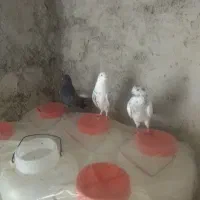 کبوتر تکپر|پرنده|کلاله, |دیوار