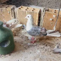 کفتر|پرنده|حبیب آباد, |دیوار