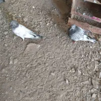 کفتر سرخ نر|پرنده|سراوان, |دیوار