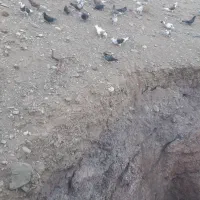 عروس هلندی دستی وتعدادی کبوتر|پرنده|قدس, شهرقدس|دیوار