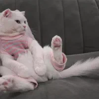 واگذاری رایگان فوری گربه اسکاتیش