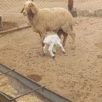 گوسفند وبره