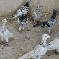 پرنده فروشی عمو حمید|پرنده|شیروان (خراسان), |دیوار
