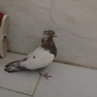 کبوتر خوب پرشی