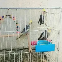 عروس هلندی نر