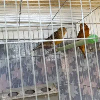 قناری سرخ|پرنده|شیراز, شهرک گلستان شمالی|دیوار