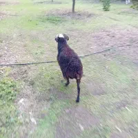 بره نر سرحال بالای ۲۰ کیلوی ۱۰ میلیون قیمت اخر|حیوانات مزرعه|نوشهر, |دیوار