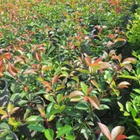 فتونیا فوتونیا.  یاس هلندی کاج طلایی لاوسون