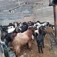 بز‌‌ کهره‌‌ چپش‌‌|لوازم جانبی حیوانات|مرودشت, دولت آباد|دیوار