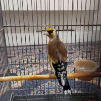 سهره تازه صاف