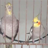 عروس جفت|پرنده|کوچصفهان, |دیوار