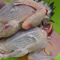 کبوتر سربری