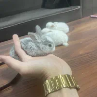 خرگوش های مینیاتوری