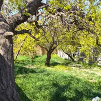 375 متر باغ 30 ساله / 100 قدمی بلوار محمدشهر/ جنگل|فروش خانه و ویلا|ماهدشت, |دیوار