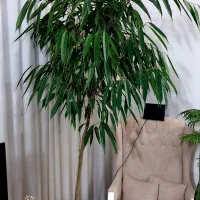 گل وگیاه و|گل و گیاه طبیعی|مشهد, مهدی آباد|دیوار