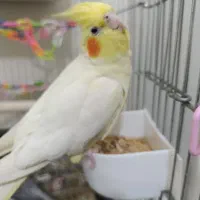 یک جفت عروس هلندی با تمام وسایل