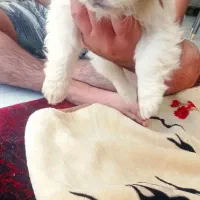 توله سگ پامرین خرسی|سگ|تهران, جردن|دیوار