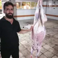 گوسفند زنده و قصاب