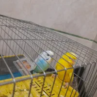 مرغ عشق معاوضه با قناری و عروس هلندی|پرنده|بم, |دیوار