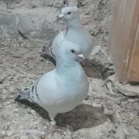 شامی کاکلی روشن و...