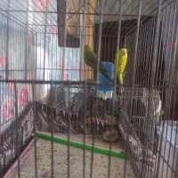 مرغ عشق|پرنده|ساروق, |دیوار