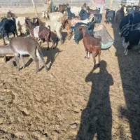 بز داشتی