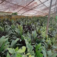 گل کردلین(دراسینا)|گل و گیاه طبیعی|عباسآباد, |دیوار