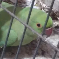 طوطی ملنگو ماده