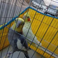 عروس هلندی مولد