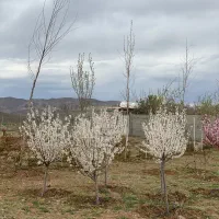 باغ ۳۰۰۰ متری دستجرد پشت دهکده صبا|فروش زمین و ملک کلنگی|خلجستان, |دیوار