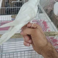 عروس هلندی آلبینو|پرنده|چهاردانگه (تهران), |دیوار