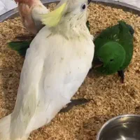 جوجه کاسکو،آرا،ماکائو،کاکادو ملوکان،آمبرلا