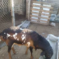 فروش قوچ