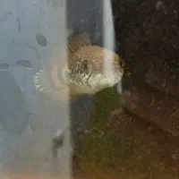 ماهی چانا و دیسکس