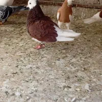 فروش شازده طوقی پشتی و دوکت بدون غلط و خطا