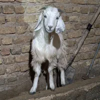 بزغاله پارسالی