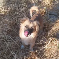 واگذاری سه تا سگ پاپی اشپیتز